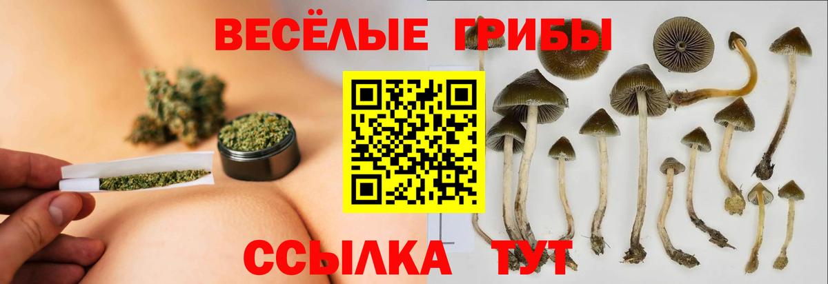 Псилоцибиновые грибы Psilocybine cubensis Малгобек